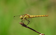 Moustached Darter (Female, Sympetrum vulgatum)